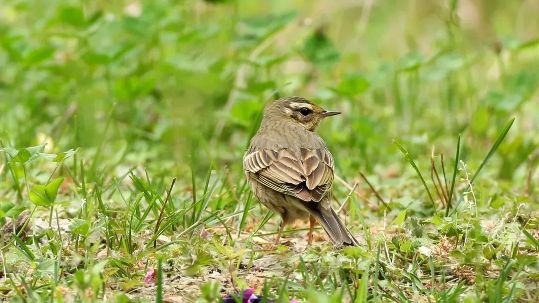 师大寻鸟记，这些小可爱，你都见过吗？