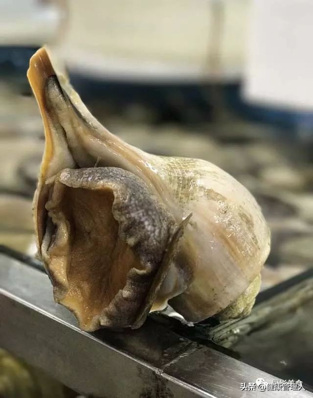 世界顶级海鲜食材,世界顶级的海鲜视频