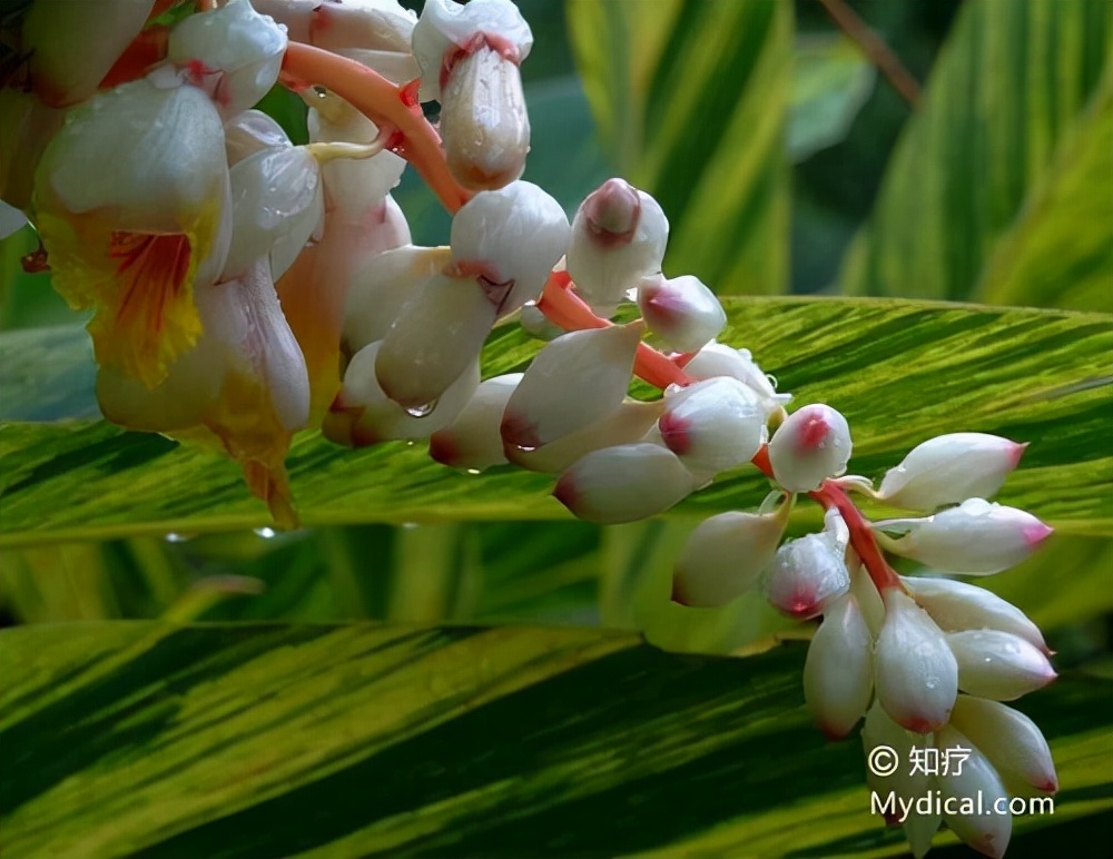 中药白豆蔻功效与作用及禁忌,白豆蔻中药和白豆蔻香料有区别吧