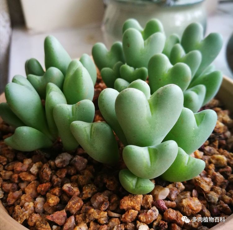 女子8年种多肉成多肉界天花板,100种多肉造型图