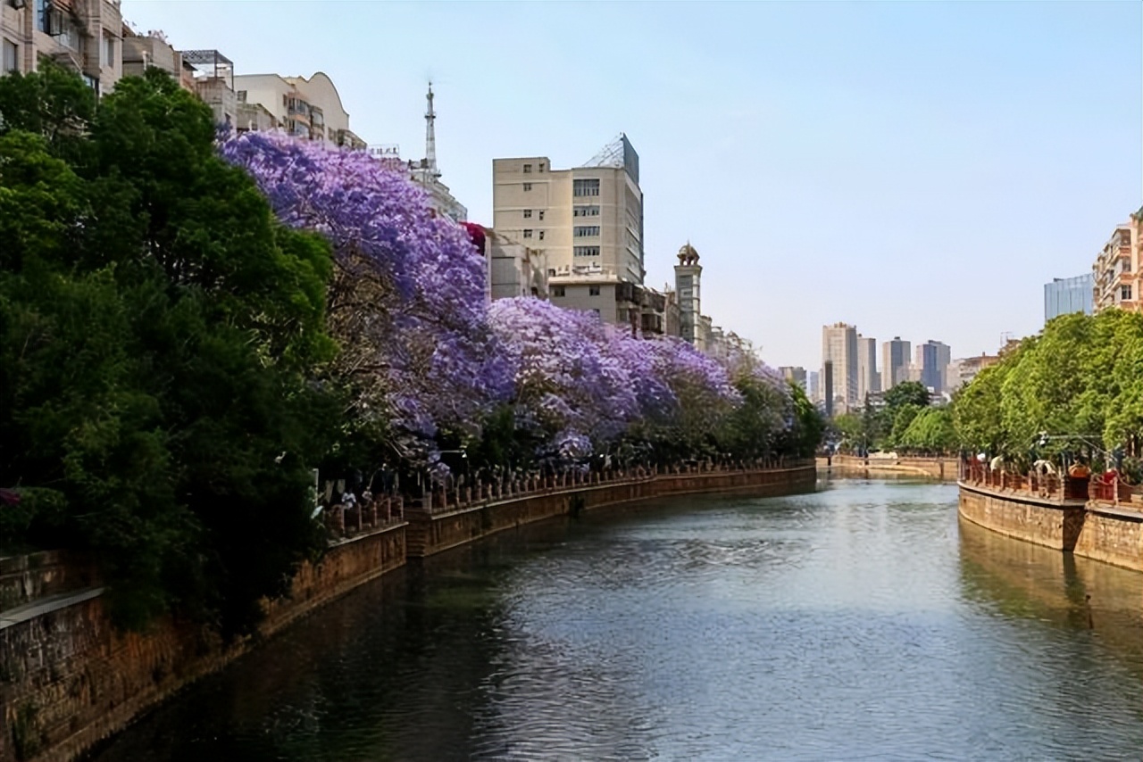 昆明蓝花楹最佳观赏期,颜值爆表昆明十大蓝花楹打卡指南