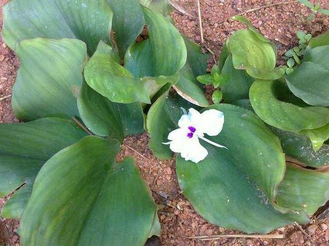 沙姜做调料放多少才合适呢,调料中的洋姜是什么植物