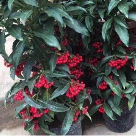 花开富贵花卉图片大全,金玉满堂花图片