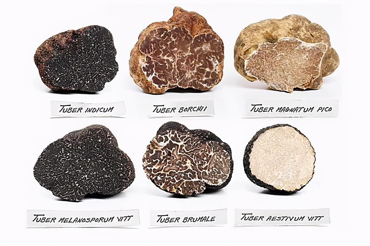 1块黑松露多少钱,黑松露白菜价