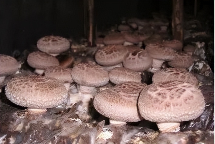 【重庆农特产品】城口香菇