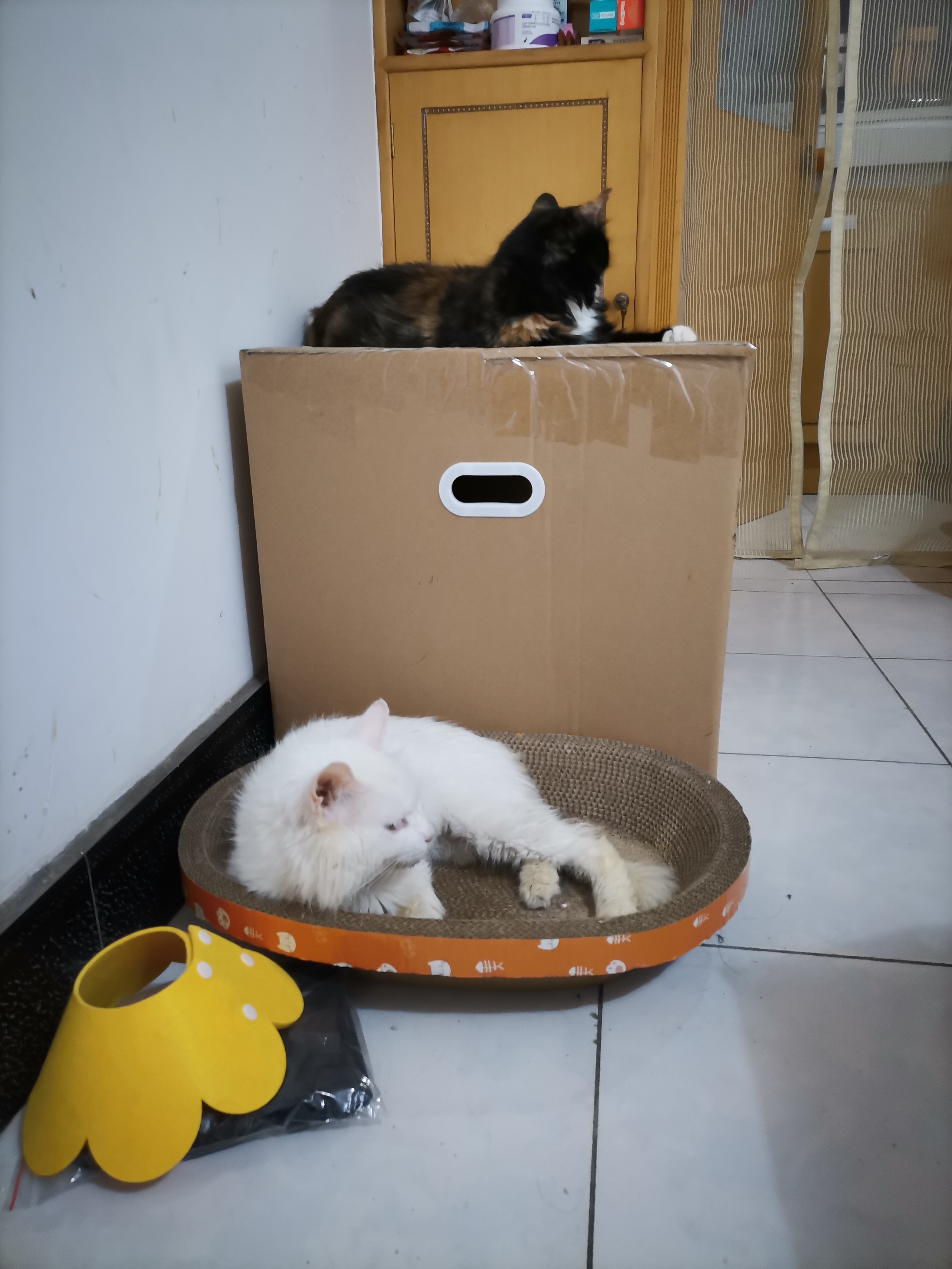 我的第二只猫咪图片,第二只猫来了第一只猫生气