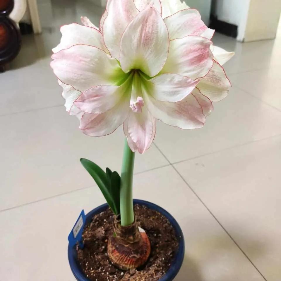 过期药片浇花的正确方法,过期药片是养花宝贝肥效强10倍