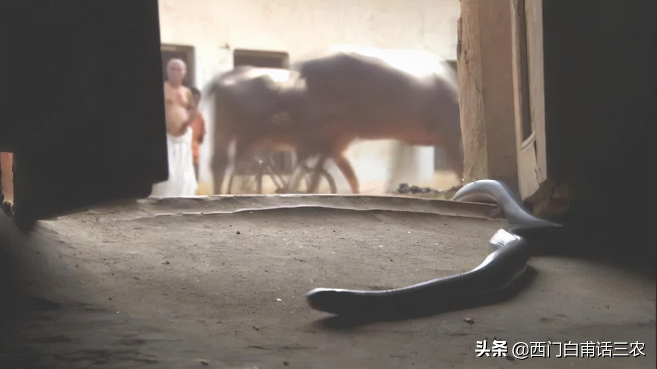 蛇为什么出现在家里,农村里蛇为什么会跑到家里