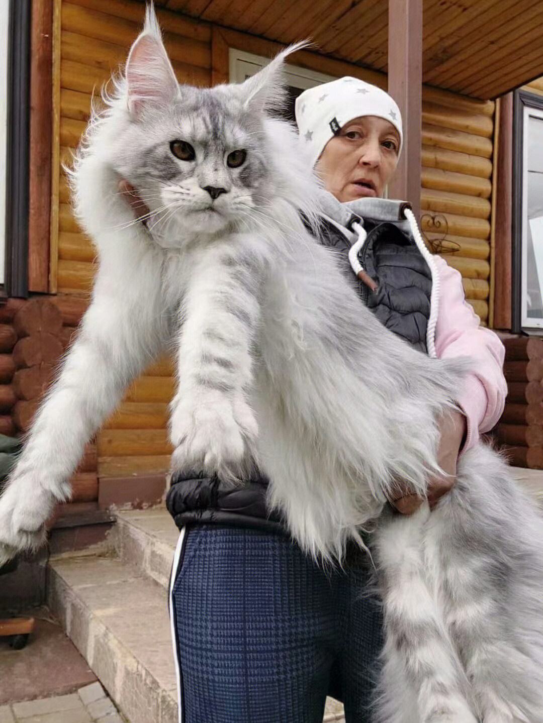 猫界缅甸猫,猫界顶流缅因猫到底有啥魅力