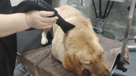 狗狗吃自制狗粮好还是成品狗粮好,幼犬狗粮排行榜狗狗吃哪种狗粮好