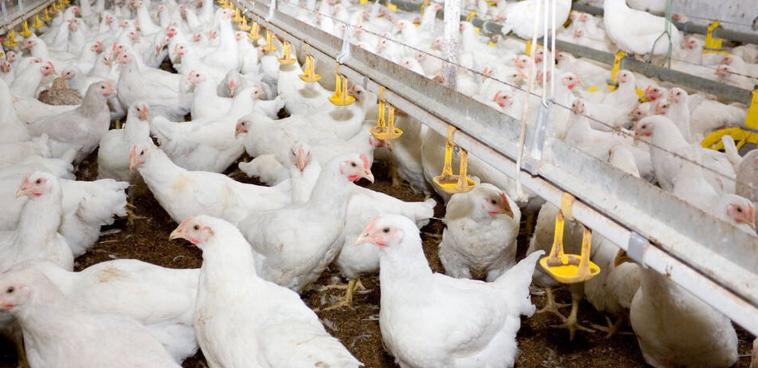 进口违法冰冻鸡脚,市场冰冻的鸡脚曝光