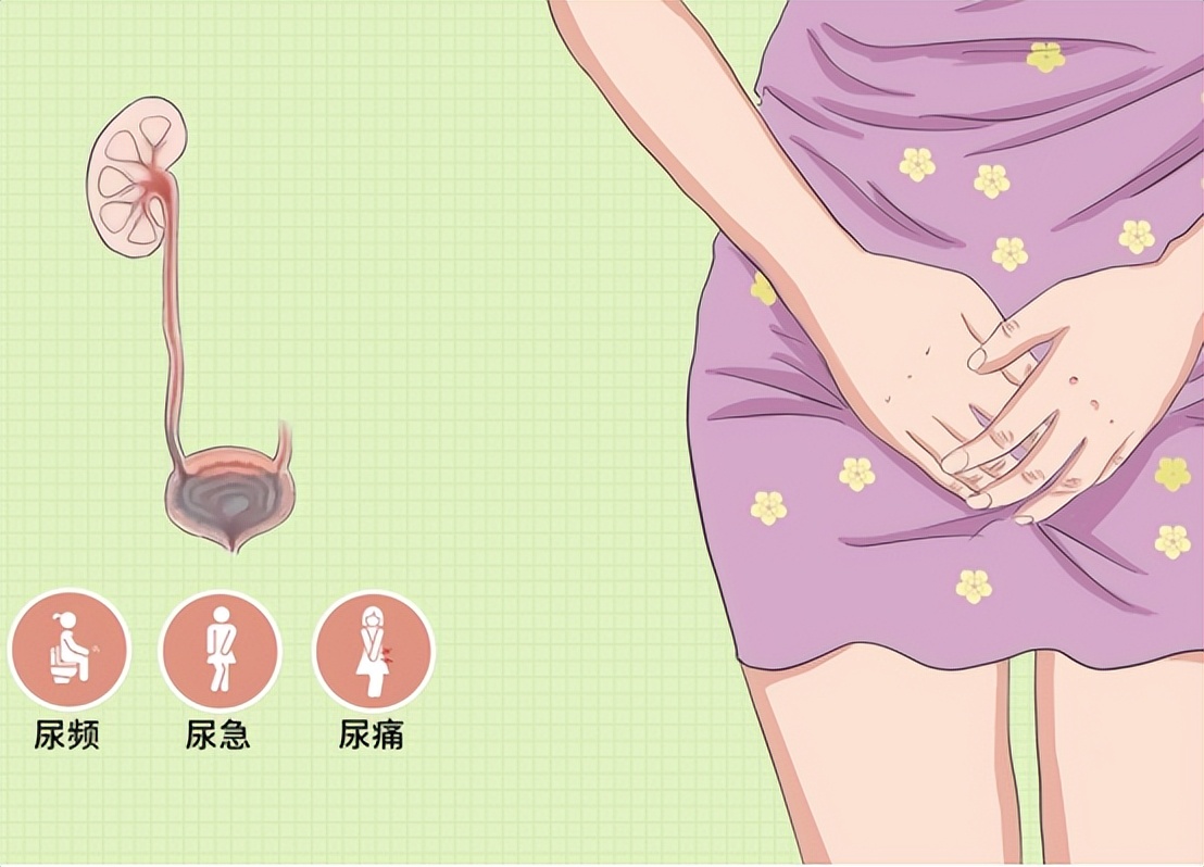 雌激素下降为何容易尿路感染,反复尿路感染能用雌激素吗