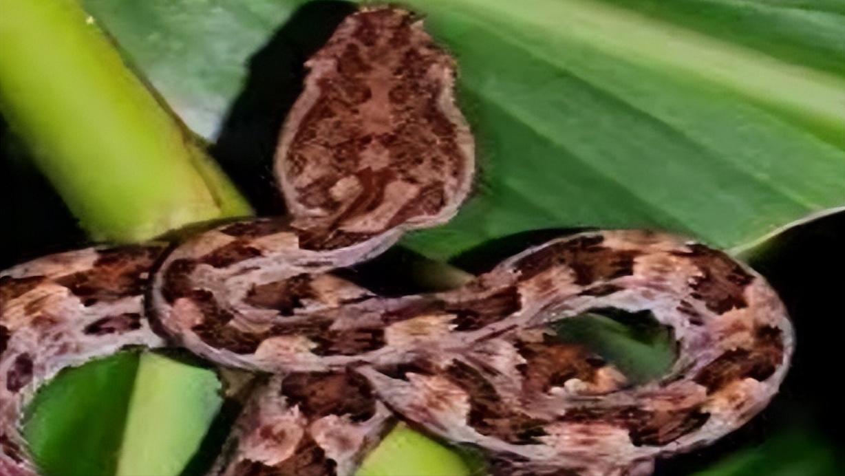 中国十大毒蛇纪录片完整版,中国哪个省毒蛇多