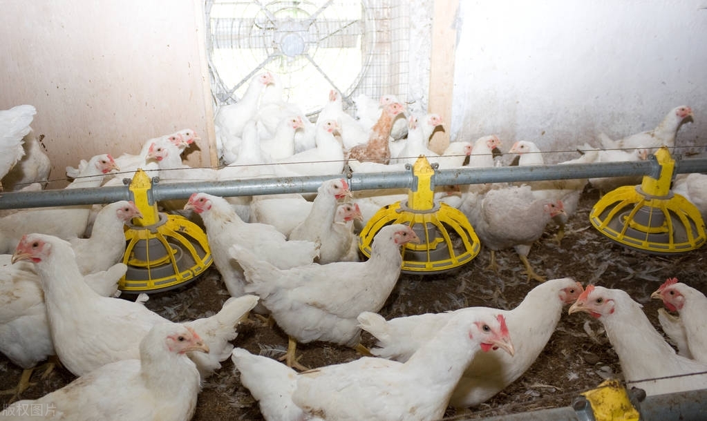 未来10大农村暴利种植,农村致富种养技术有哪些