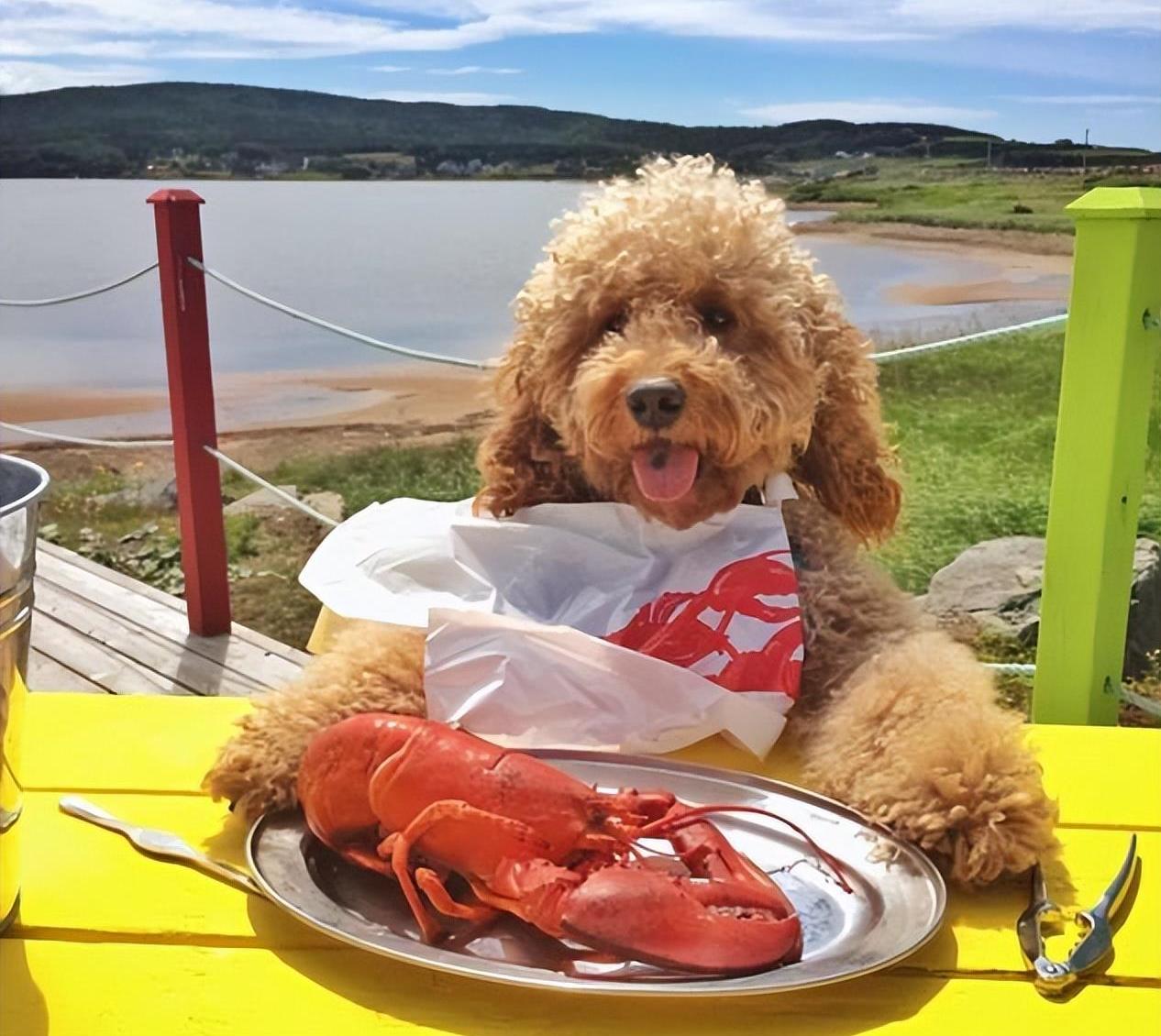 如何预防贵宾犬挑食,贵宾犬挑食不吃食