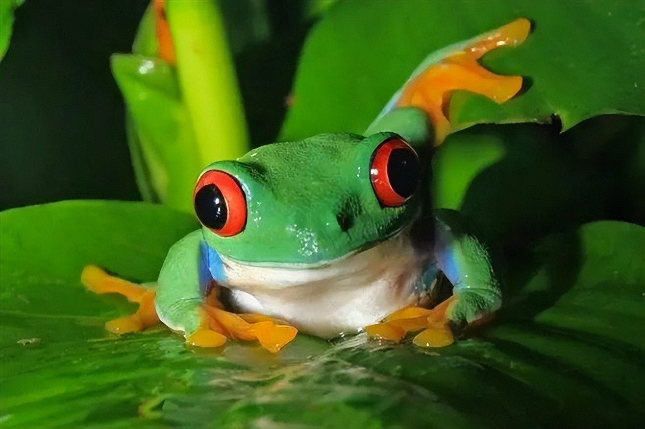 10种奇特的宠物,最有灵性的五种宠物你最想养哪个