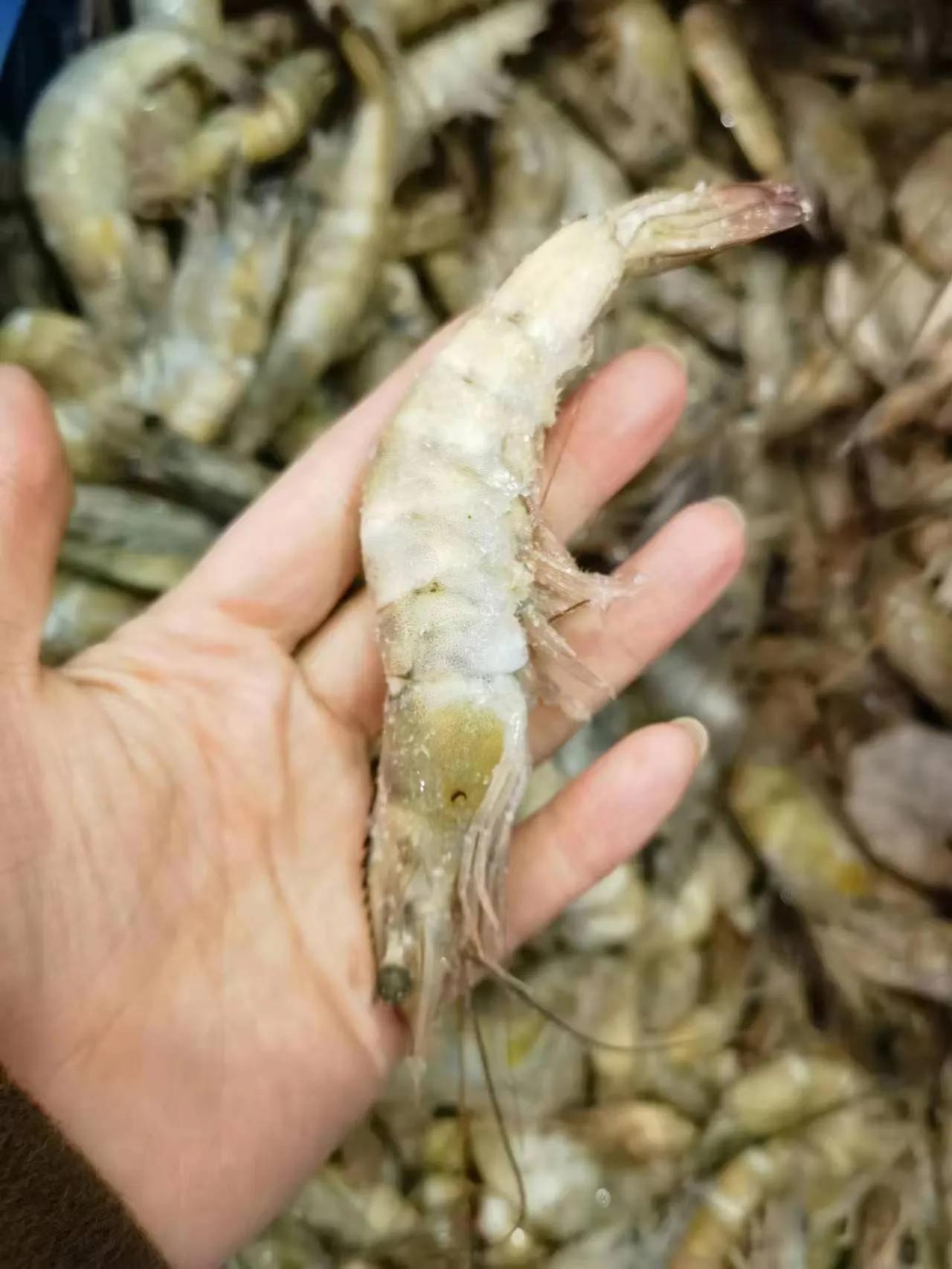 实体门店奇麟鲜品合作报价表,奇麟鲜品苏州店