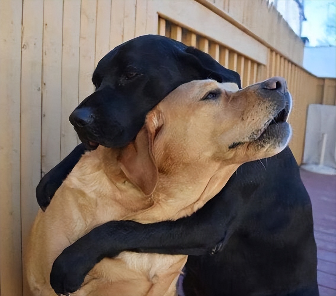 打断狗狗交配，会带来什么后果？