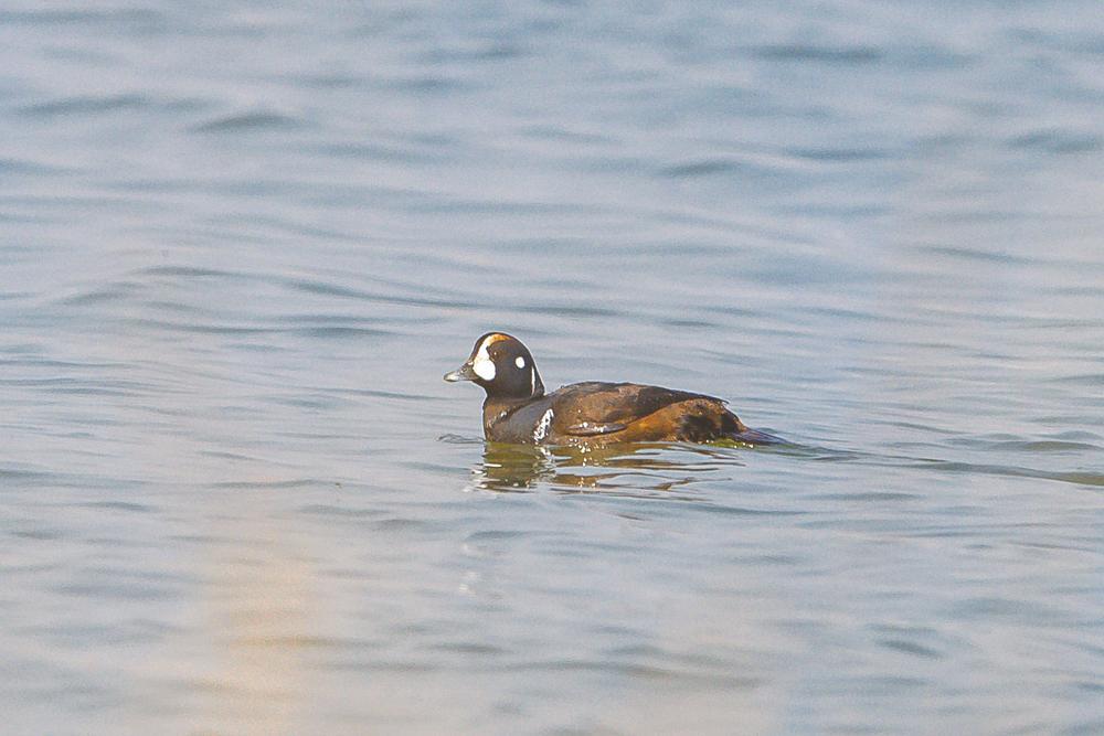 娌挎捣缁垮煄鐩愬煄,鐩愬煄娌挎捣缁垮煄