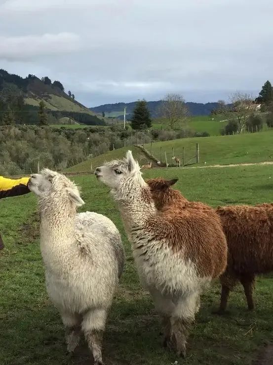 写给不被疫情束缚的心:用文字“云”游新西兰全境