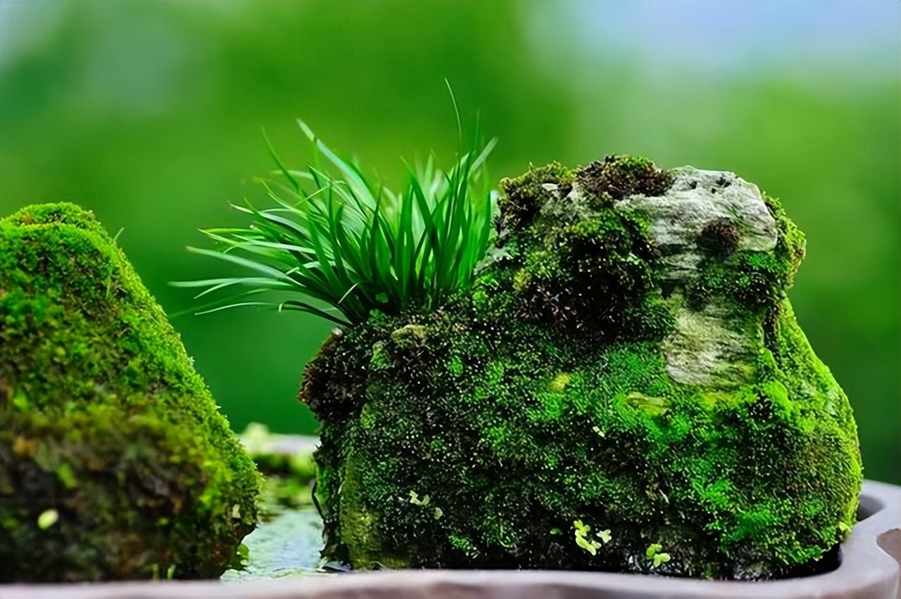 家里可养九死还魂草,家里可以种还魂草