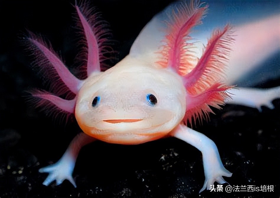 广州海关截获“六角恐龙”，花鸟市场50元6条，难道是濒危物种？