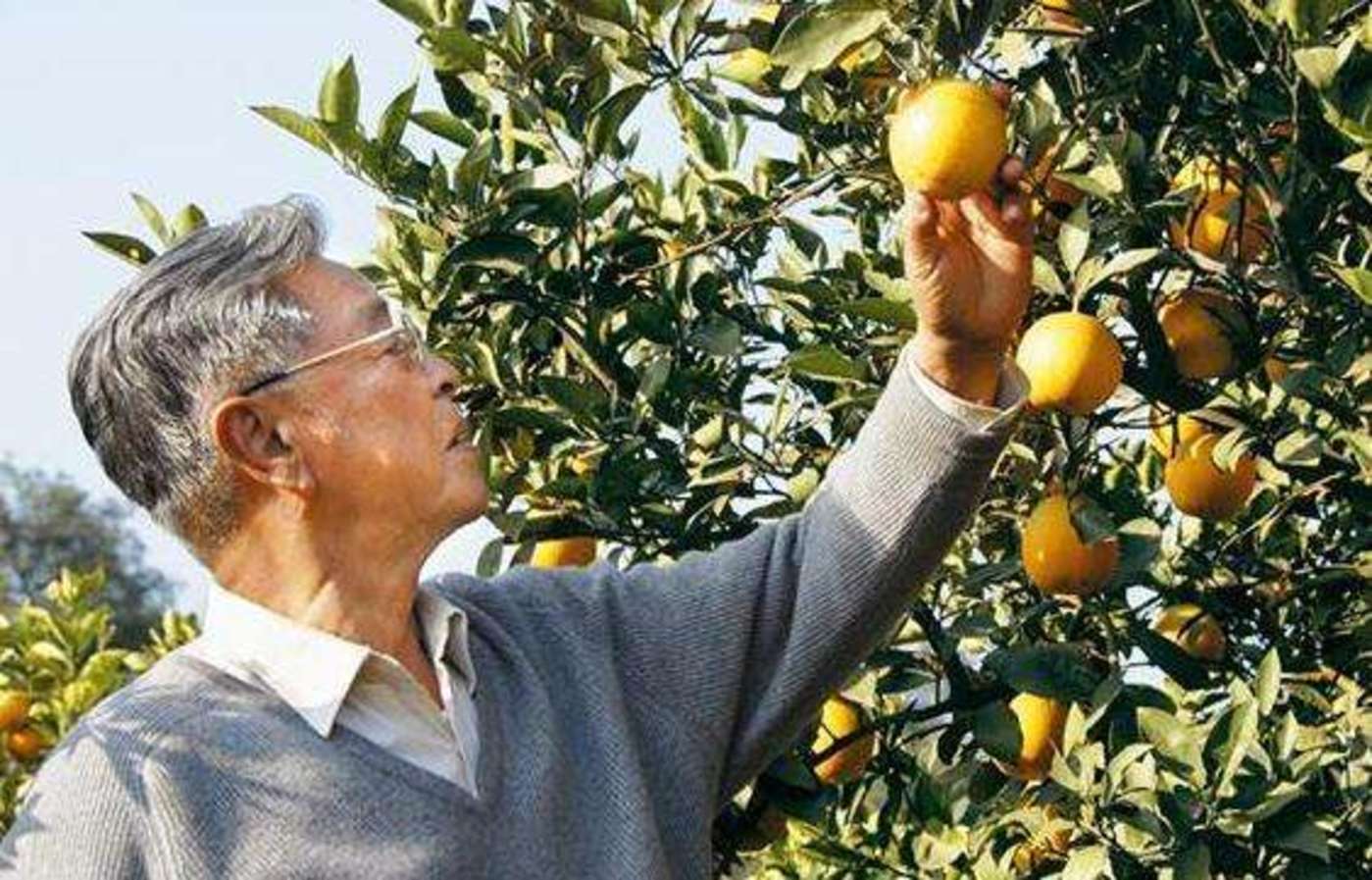 烟草大王褚时健为何入狱,50岁入狱73岁创业女版褚时健