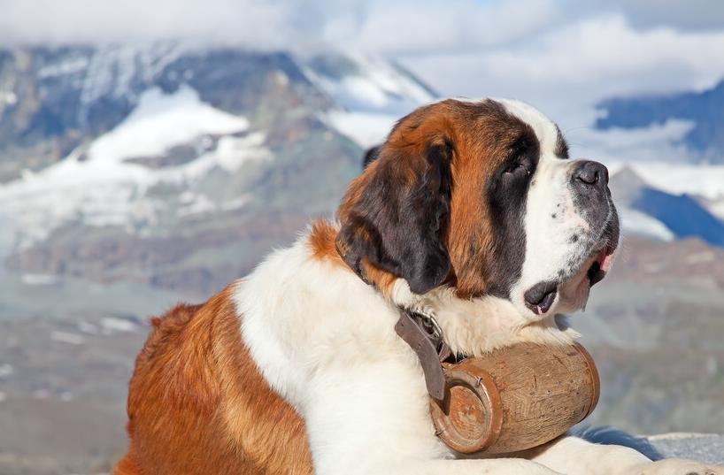 狗狗寿命最短排行榜,寿命比较长的狗狗有哪些