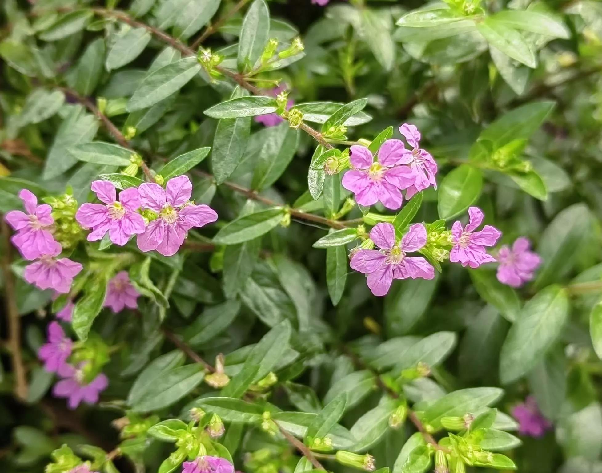 认识各种花的寓意,认识各种花的名称
