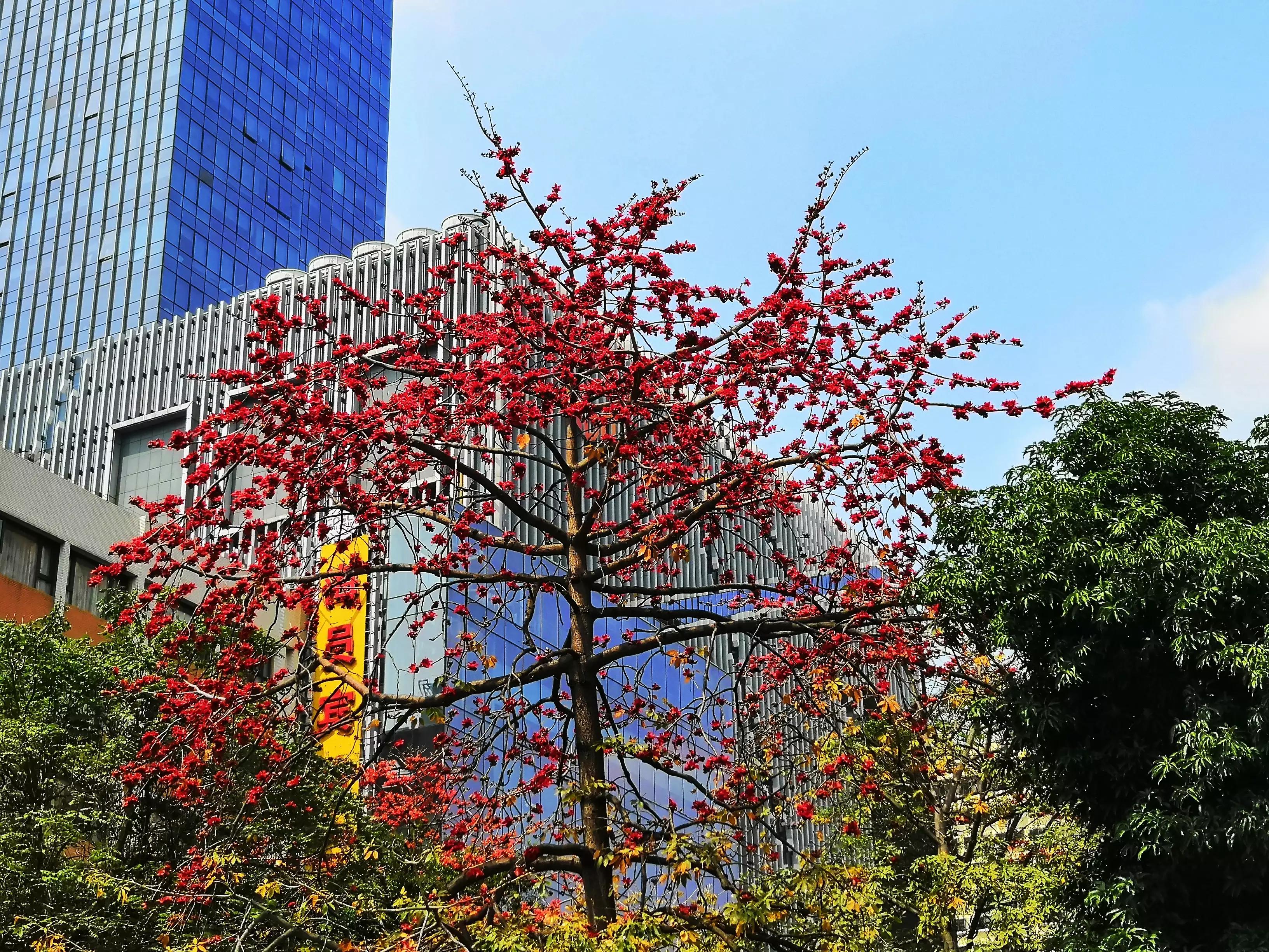新鲜木棉花食用方法,木棉花的食用方法泡茶