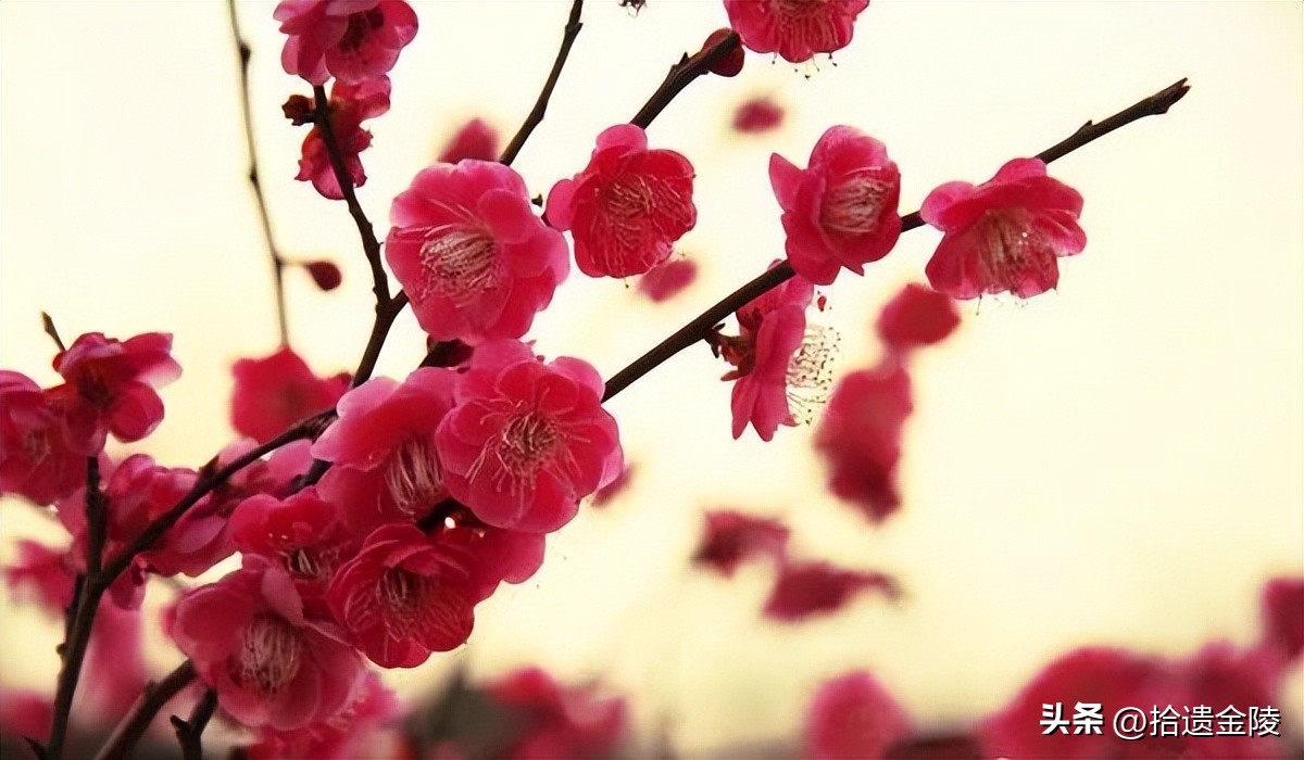 南京看梅花的地方,南京梅花里房价