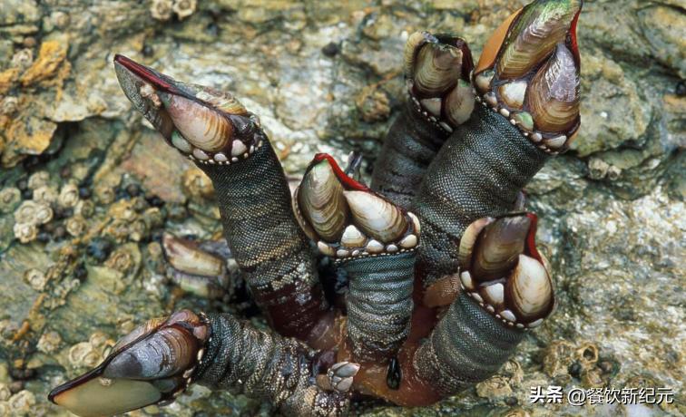 全球十大顶级海鲜排名最新,十大世界公认顶级海鲜