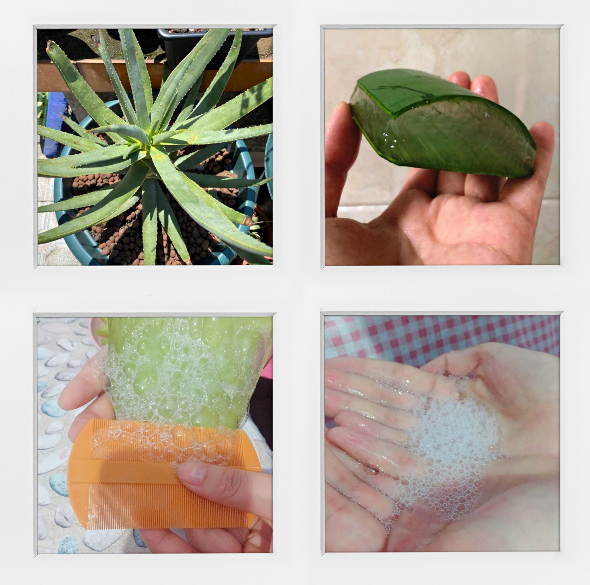 喜欢养花的人更养人,喜欢养花的能不能养猫