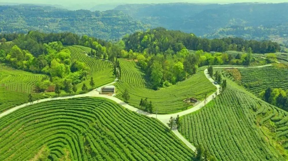 旺苍绿谷古道茶乡,旺苍千年古茶之乡