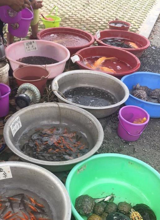 南宁邕江边现职业钓鱼人,一天卖鱼五六百,既能玩又能赚钱你羡慕么