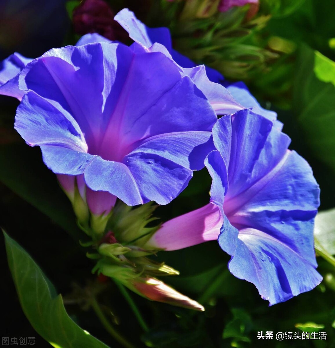 农村遍地都是宝农村的野菜挖不完,农村不要钱的野菜有哪些