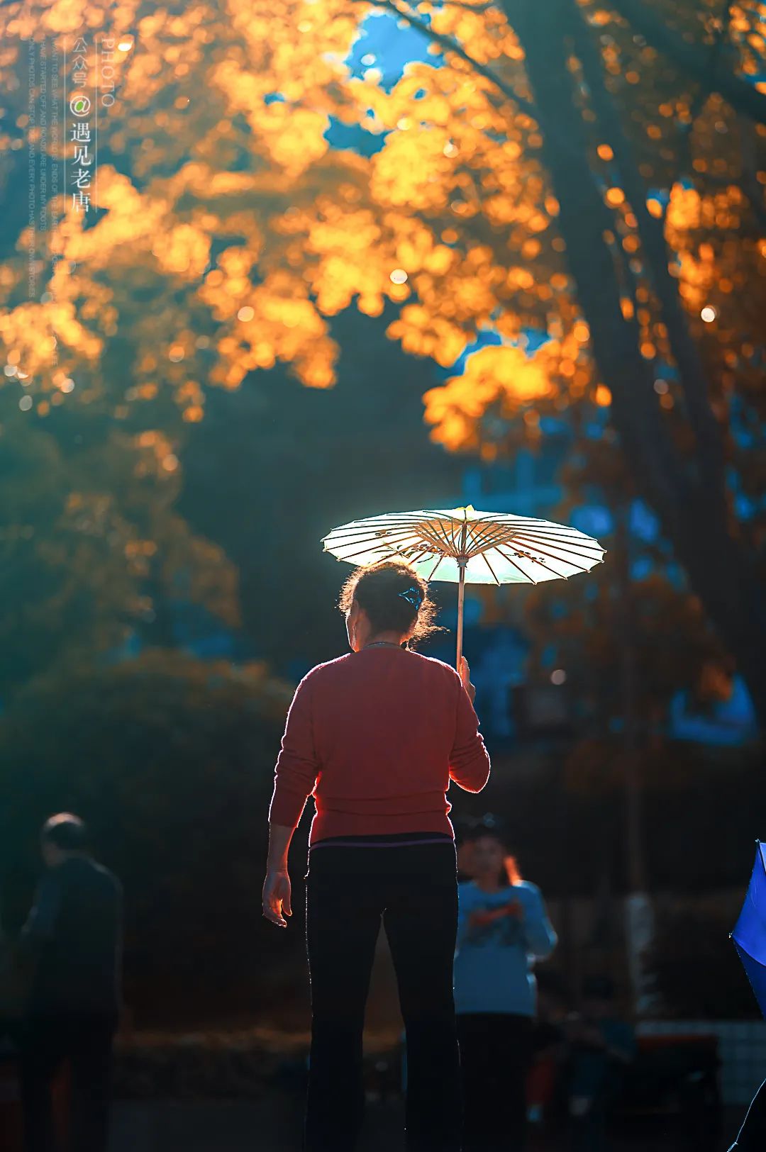 攀枝花是一种什么花,什么是攀枝花铁树