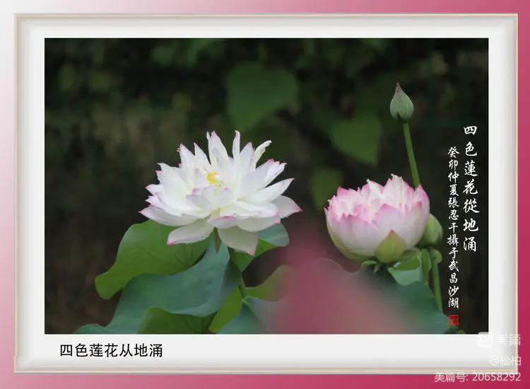 诗图战友情（九十五）荷花别样红