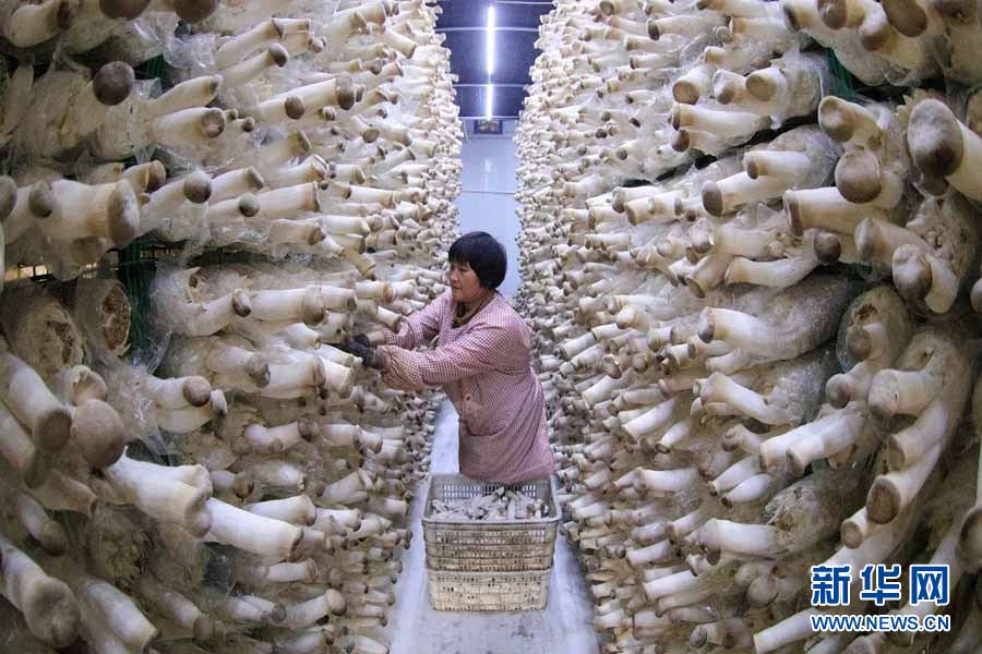 辛巴助力探索扶贫助农新路子,辛巴辛有志公益助农助力乡村振兴