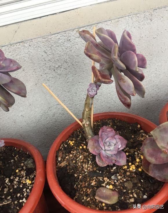 十大养不死易活的多肉品种,好养不死容易爆盆的多肉