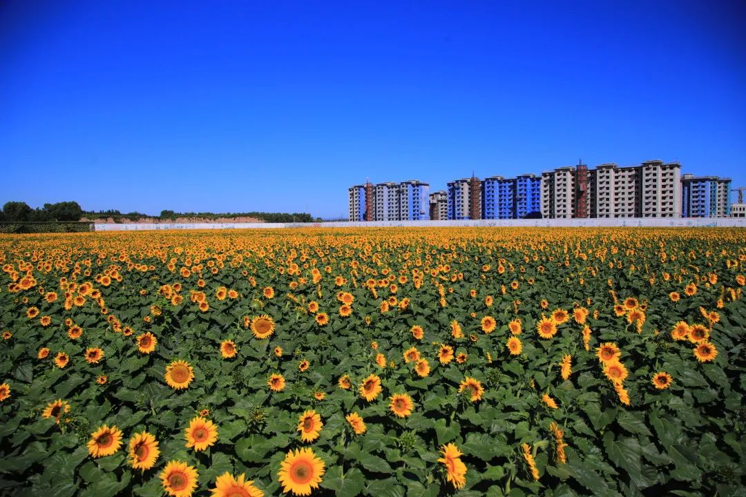 北京周边的向日葵花海,顺义向日葵花海
