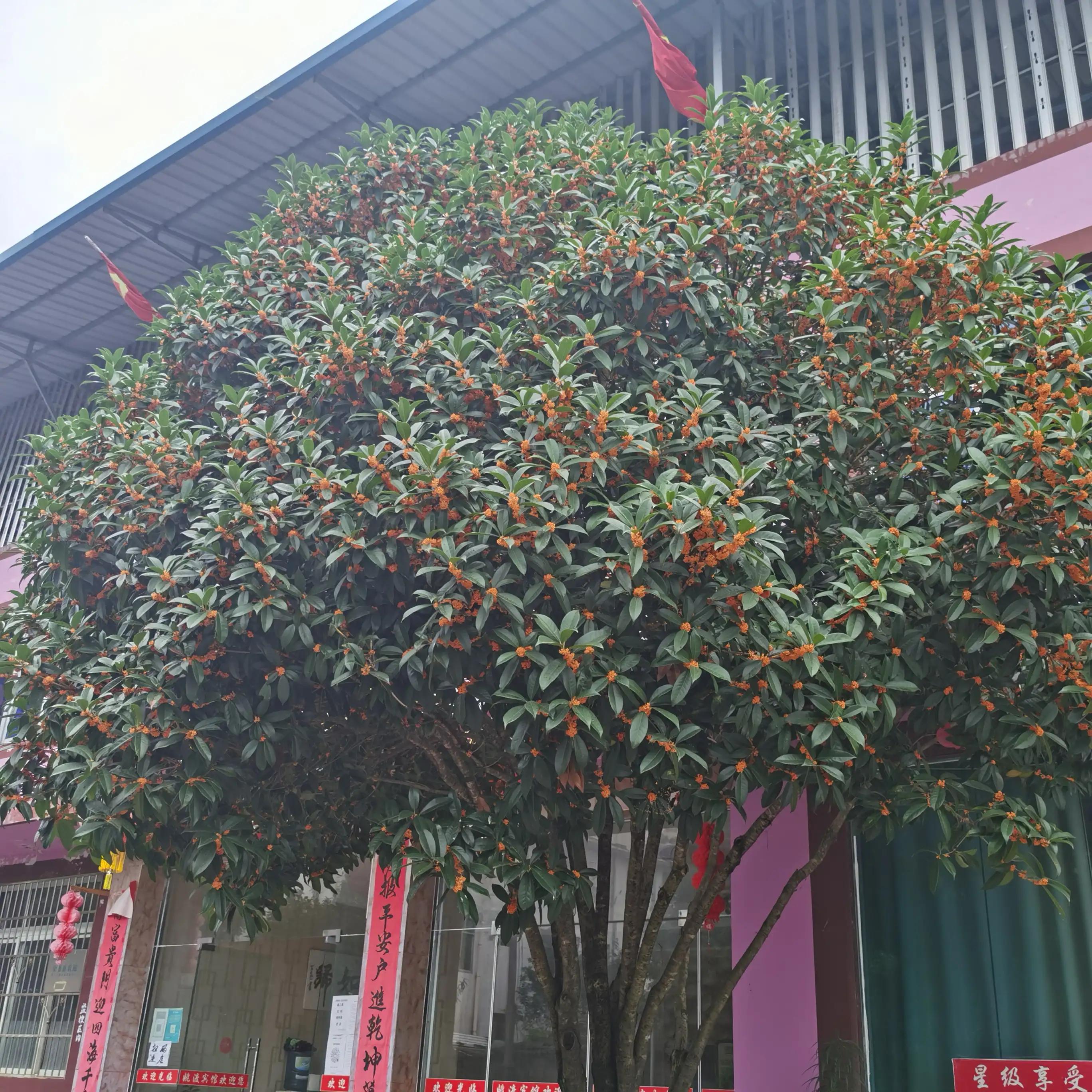 皇帝的新装故事全文,现实版皇帝的新装美女版