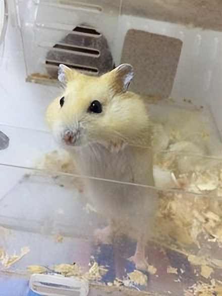 布丁鼠成长全过程,布丁鼠容易上手吗