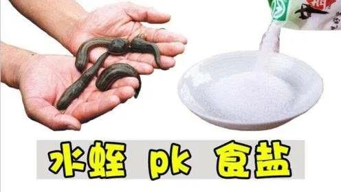 蚂蟥最怕的是食盐能瞬间将它榨干,蚂蟥吸血后会死吗