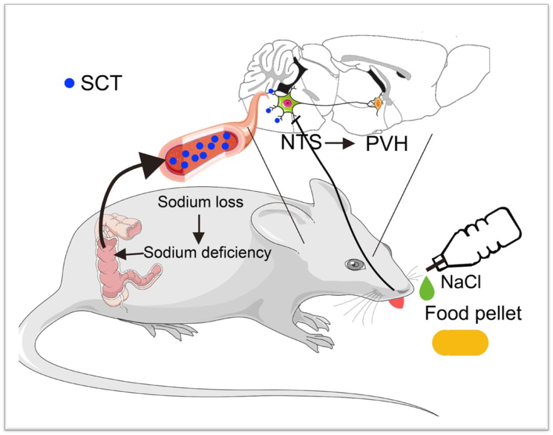 SciAdv：机体“缺盐”怎么办？——调控钠稳态的肠-脑轴机制