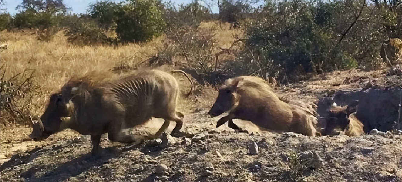 涓栫晫鍗佸ぇ瓒呮ā韬潗鍥剧墖鍥炬枃,涓栫晫鍗佸ぇ瓒呮ā鎯婅壋鍐欑湡