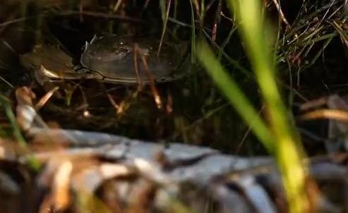 男子养殖螃蟹,男子养4个龙虾致富