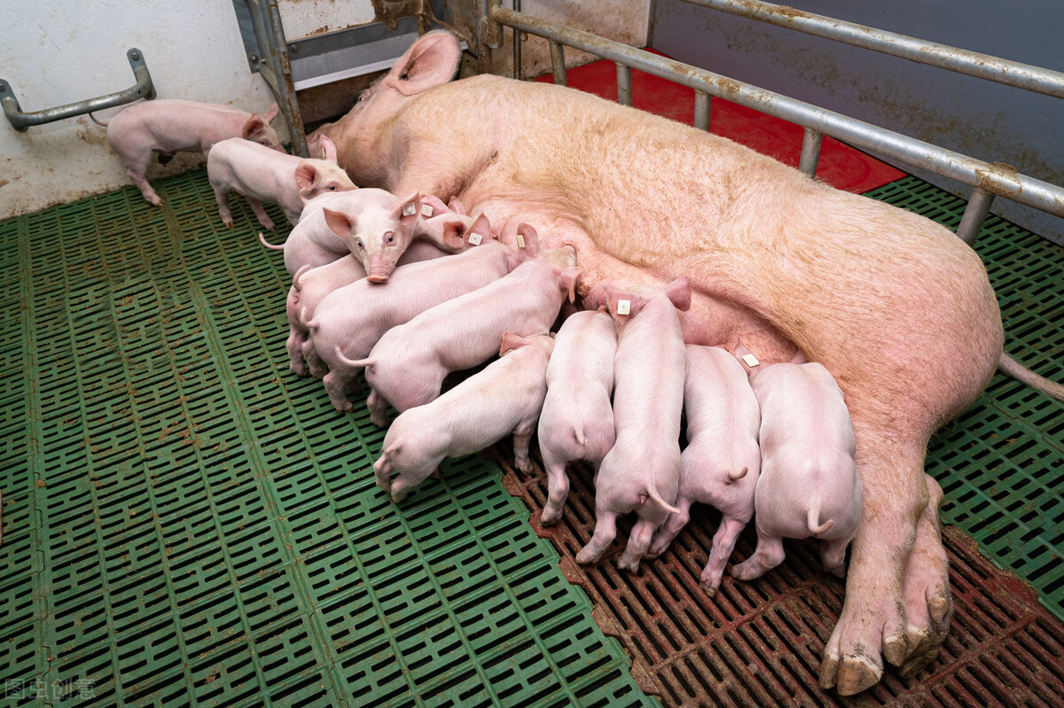 母猪产后食欲不振便秘用什么药,母猪产后腿站立不起用啥药