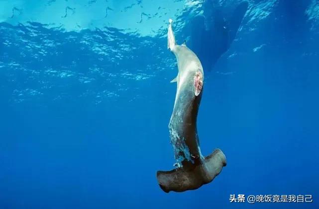 鲨鱼的鱼翅在哪里长出来的呢,鲨鱼鱼翅还能长出来吗