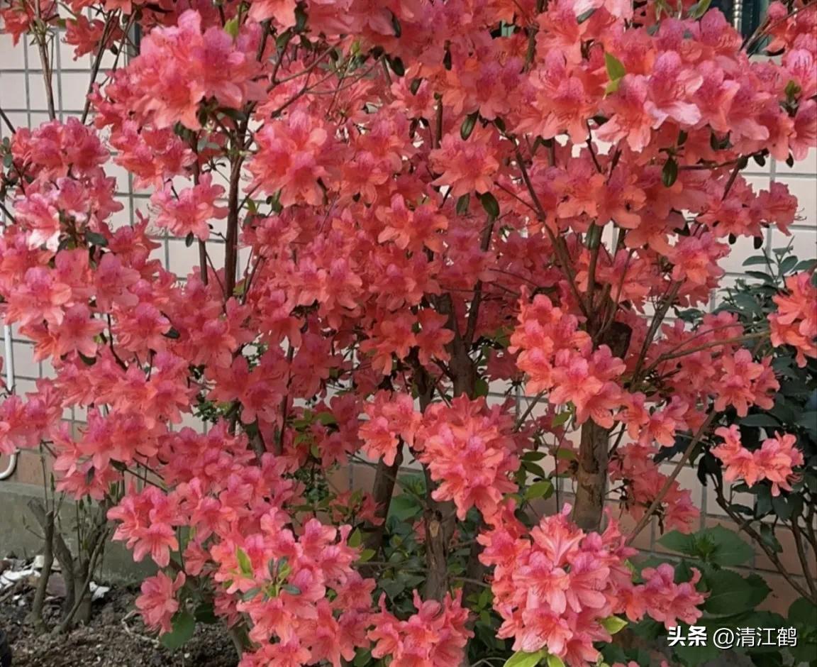 映山红扦插繁殖方法,映山红的扦插繁殖方法